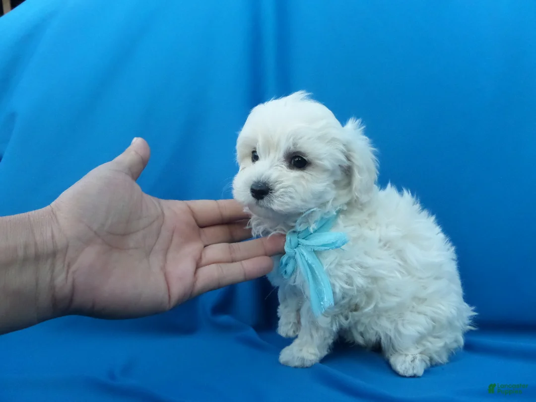 Maltipoo dogs for sale: Cody - Ad 1
