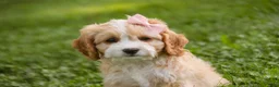 Mixed Breed dogs for sale: Tinker Bell Munchkin Bernedoodle - Ad 6