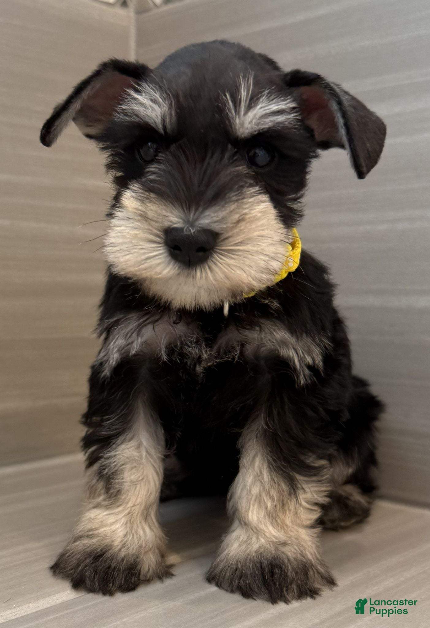 Miniature Schnauzer dogs Woody - Ad 2