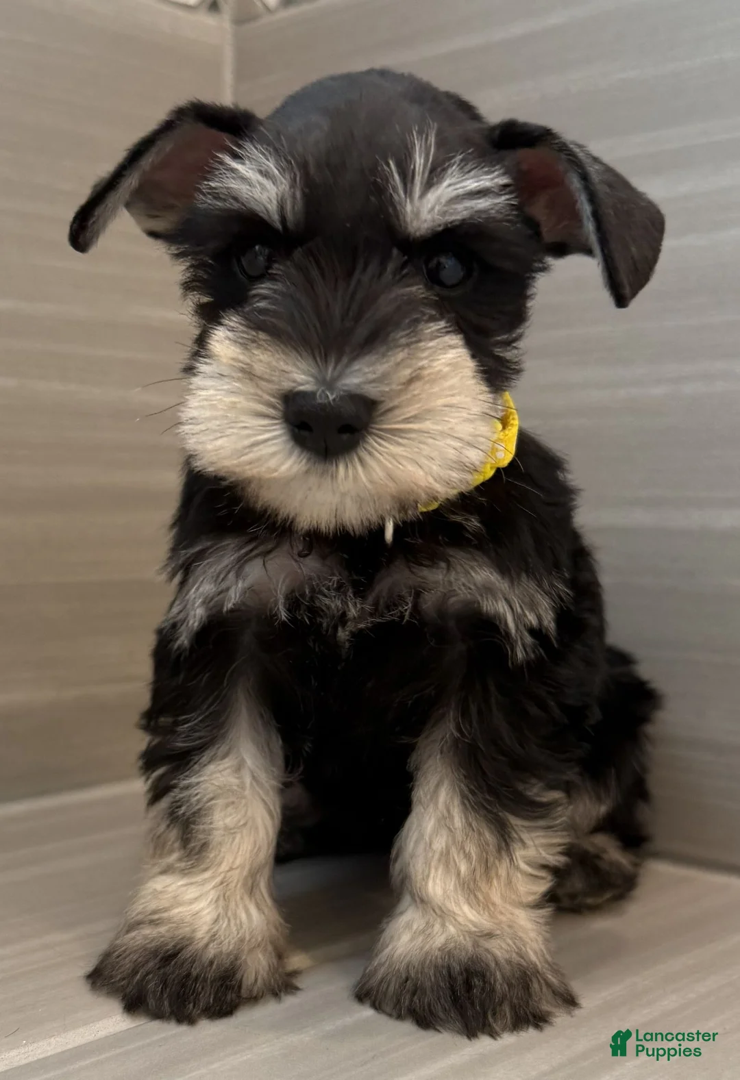 Miniature Schnauzer dogs for sale: Woody - Ad 2