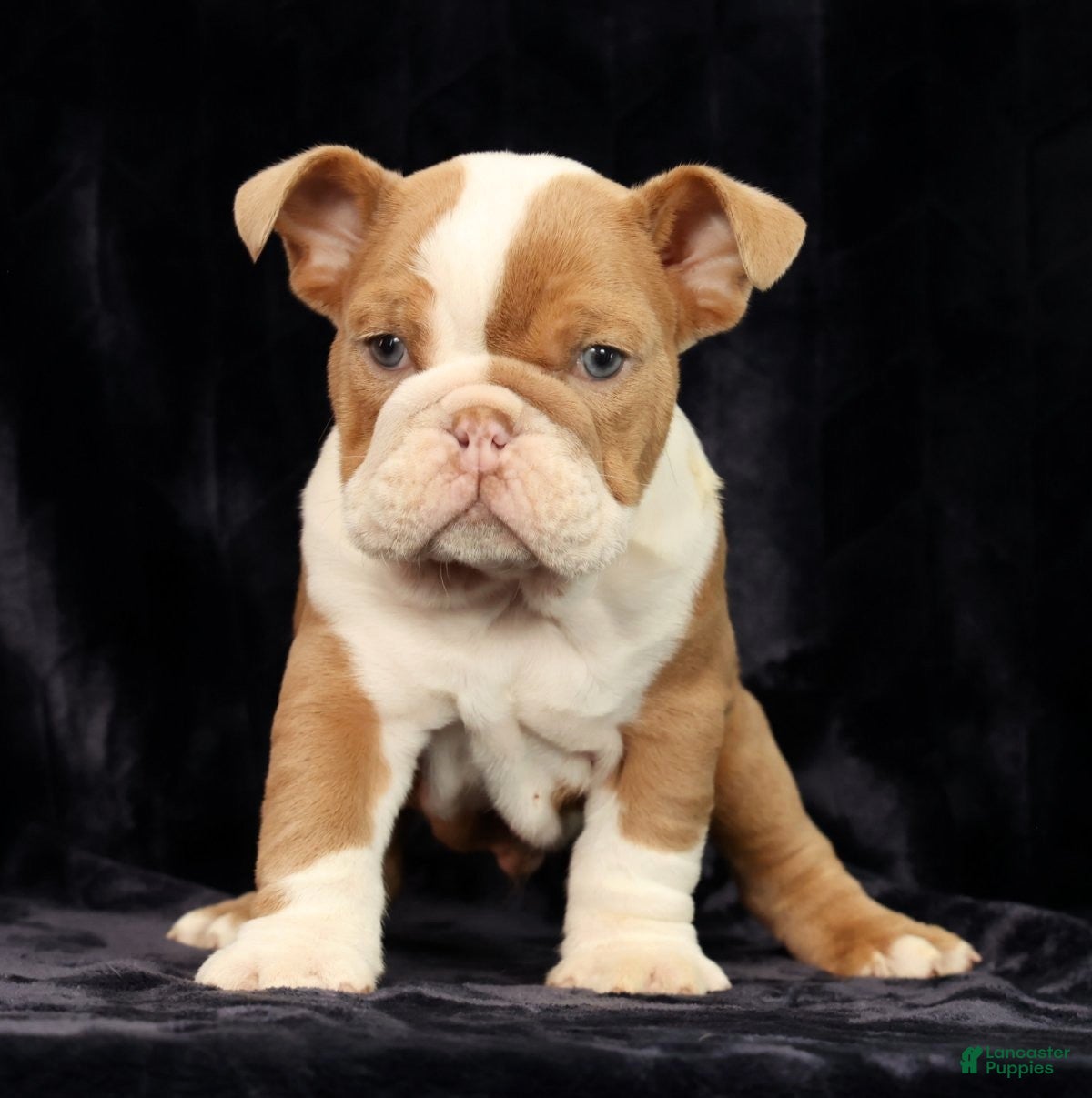 English Bulldog dogs for sale: English Bulldog Puppy 2 - Ad 6