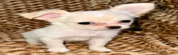 Chihuahua dogs for sale: Pearl - Ad 4