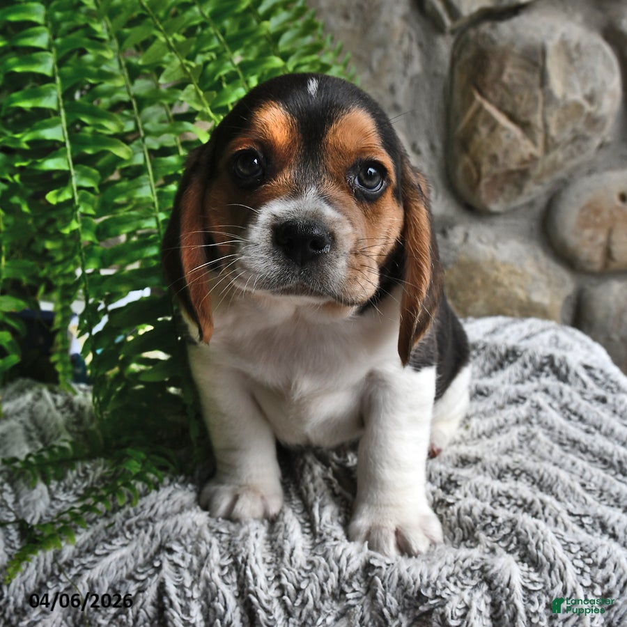 Mixed Breed dogs Chicory - Ad 2