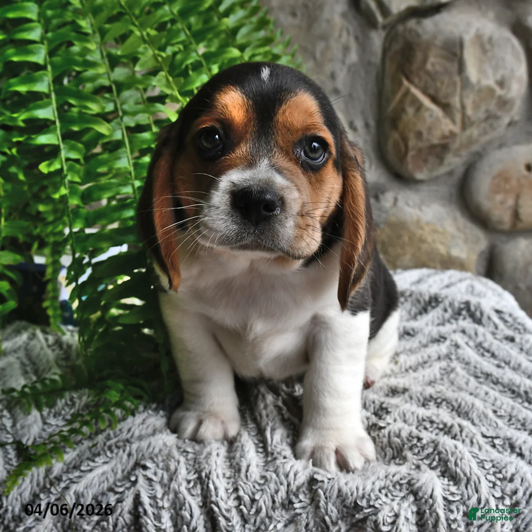 Mixed Breed dogs for sale: Chicory - Ad 2