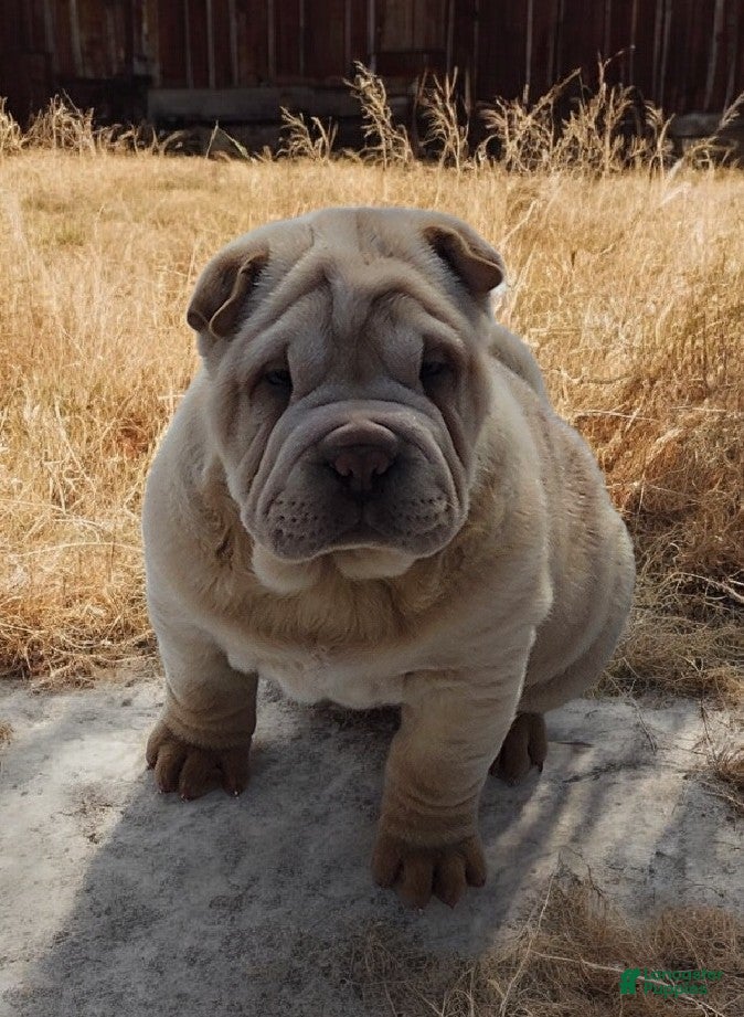 Shar Pei dogs Flurries mini  - Ad 4