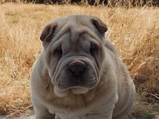 Shar Pei dogs Flurries mini - Ad 4