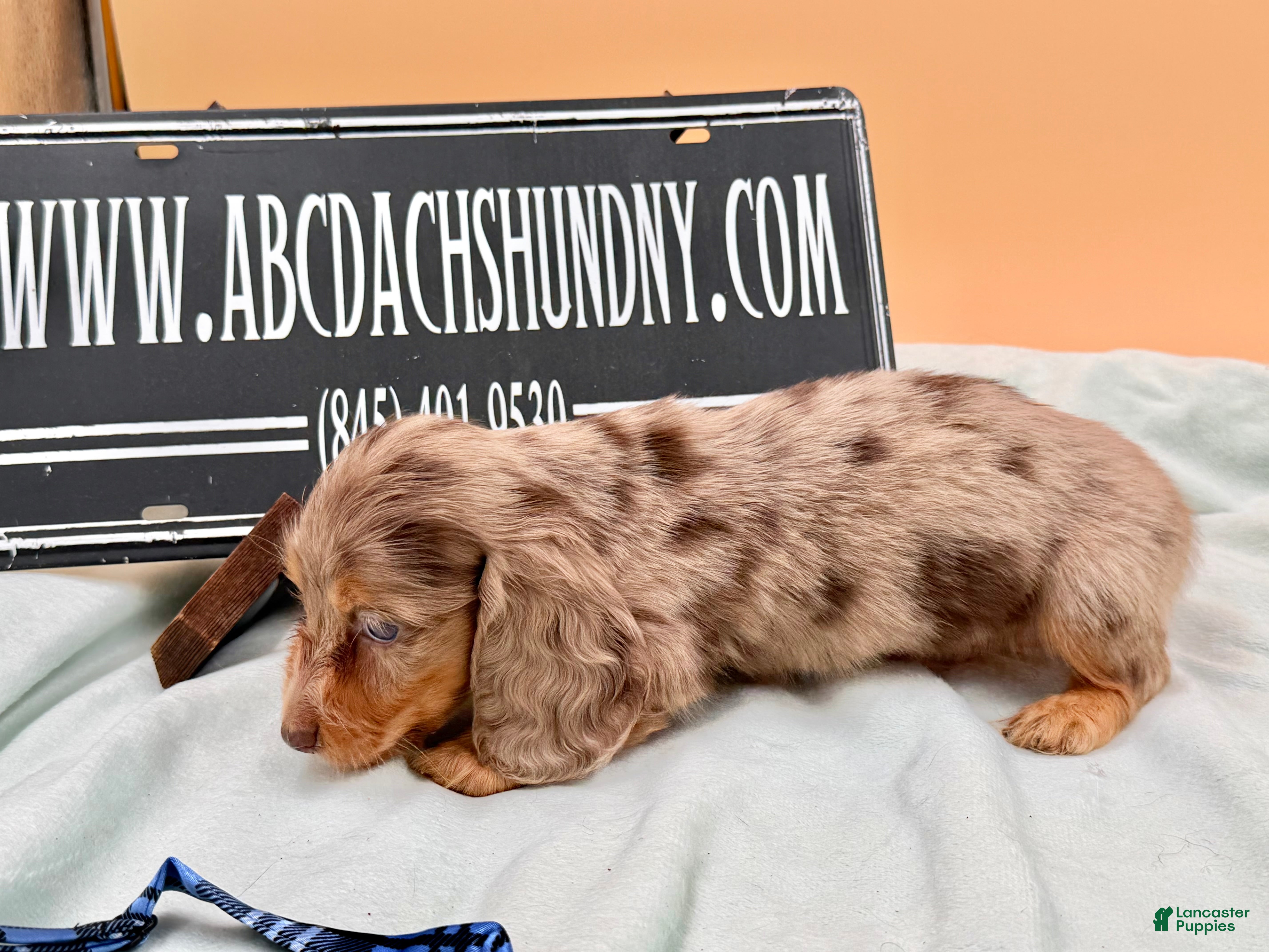 Miniature Dachshund dogs Miniature Dachshund Puppy 4 - Ad 23