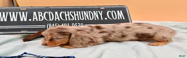 Miniature Dachshund Puppy 4