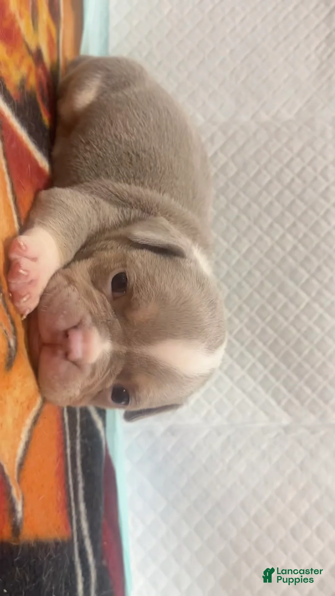 American Bully dogs for sale: Socks  - Ad 1
