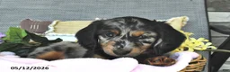 Miniature Dachshund dogs for sale: Kylee - Ad 4