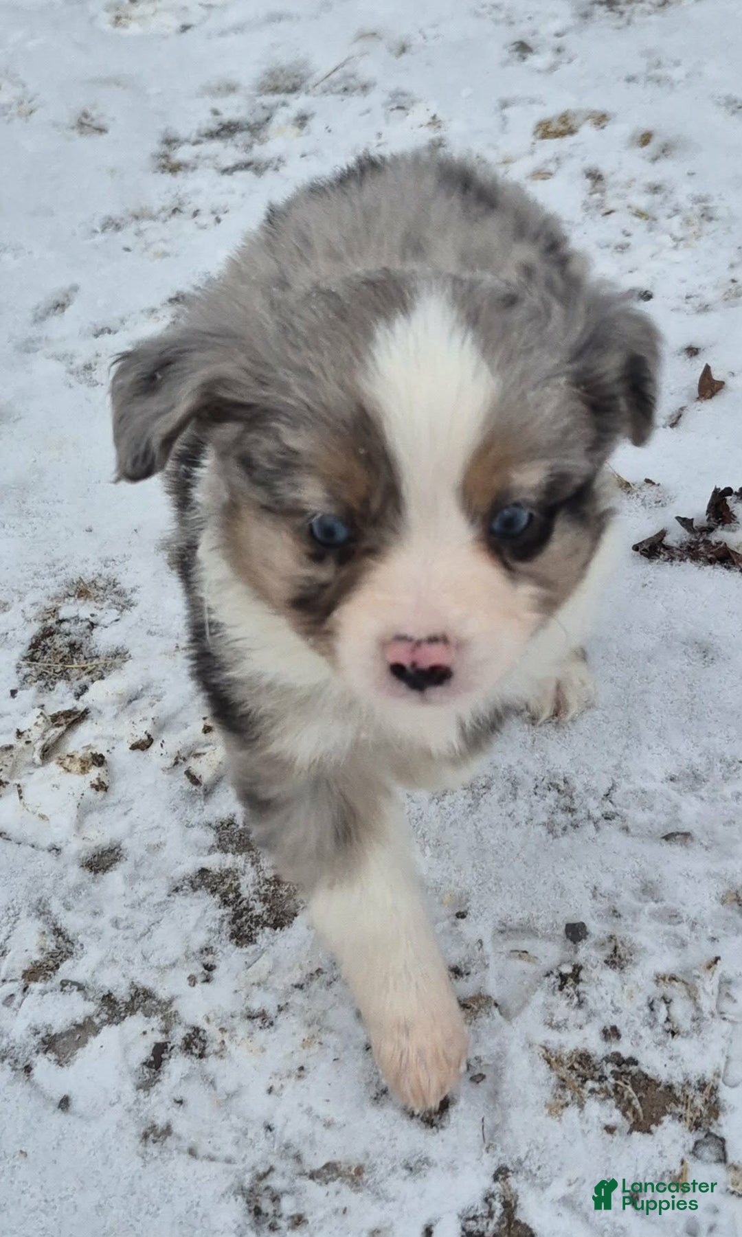 Toy Australian Shepherd dogs for sale: Toy Australian Shepherd Puppy 4 - Ad 3