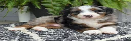 Mini Bernedoodle dogs for sale: Mini Tank - Ad 4