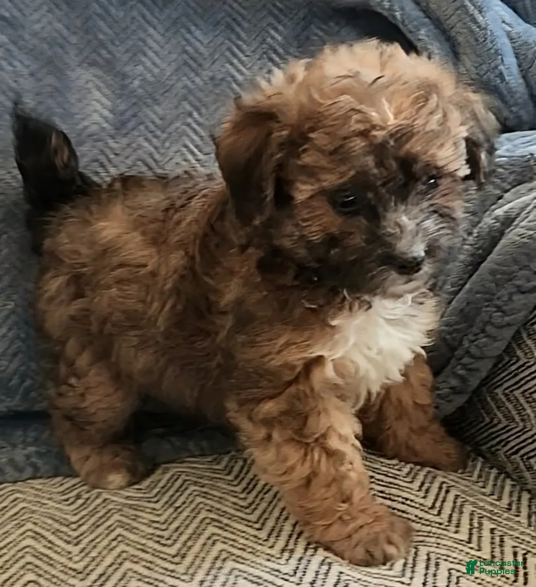 Mixed Breed dogs for sale: Rosie - Ad 2