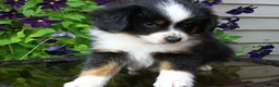 Miniature Australian Shepherd dogs for sale: Mindy - Ad 3