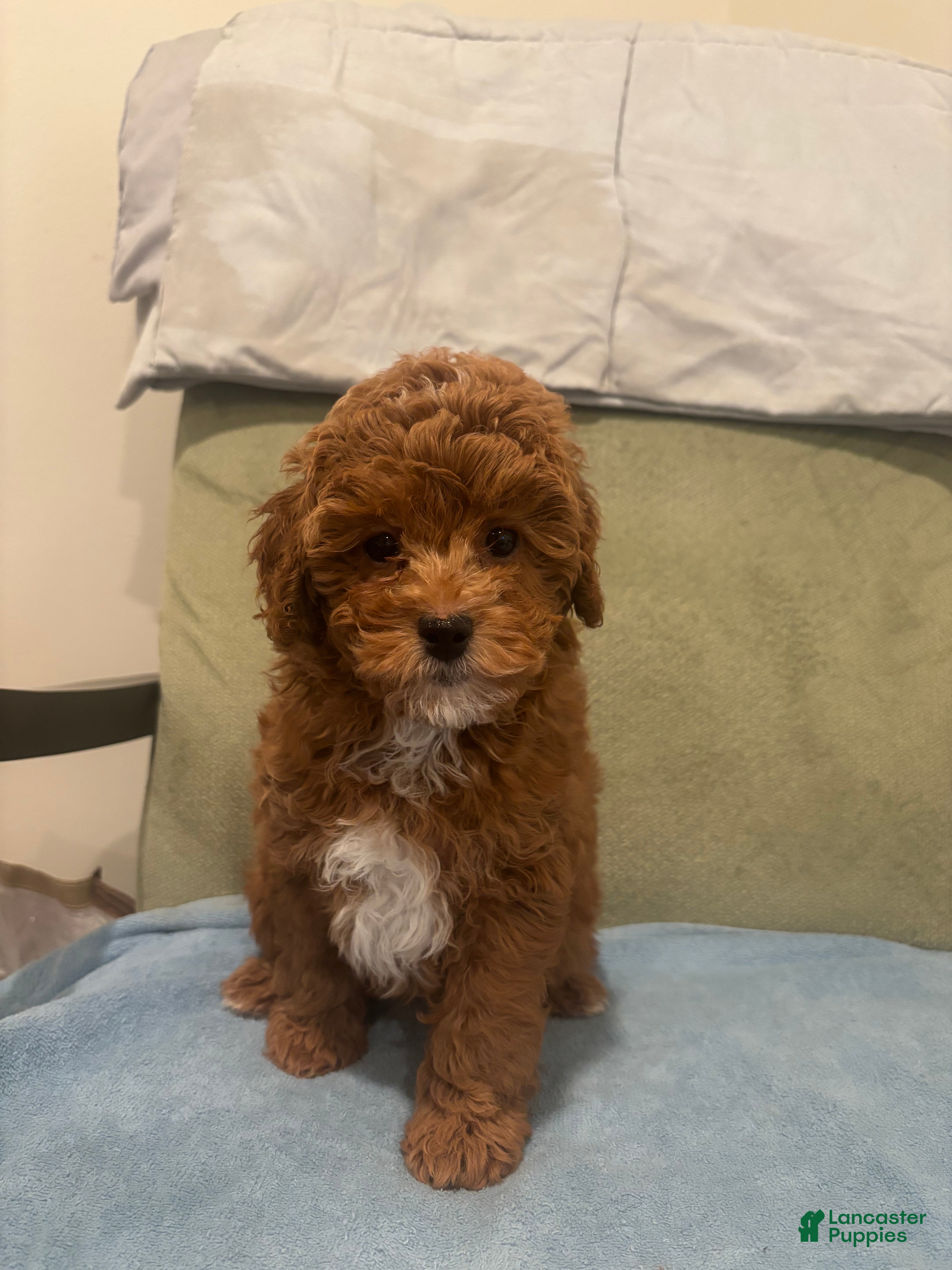 Maltipoo dogs Scarlet - Ad 2