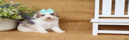 Cavapoo dogs for sale: Isabella - Ad 3