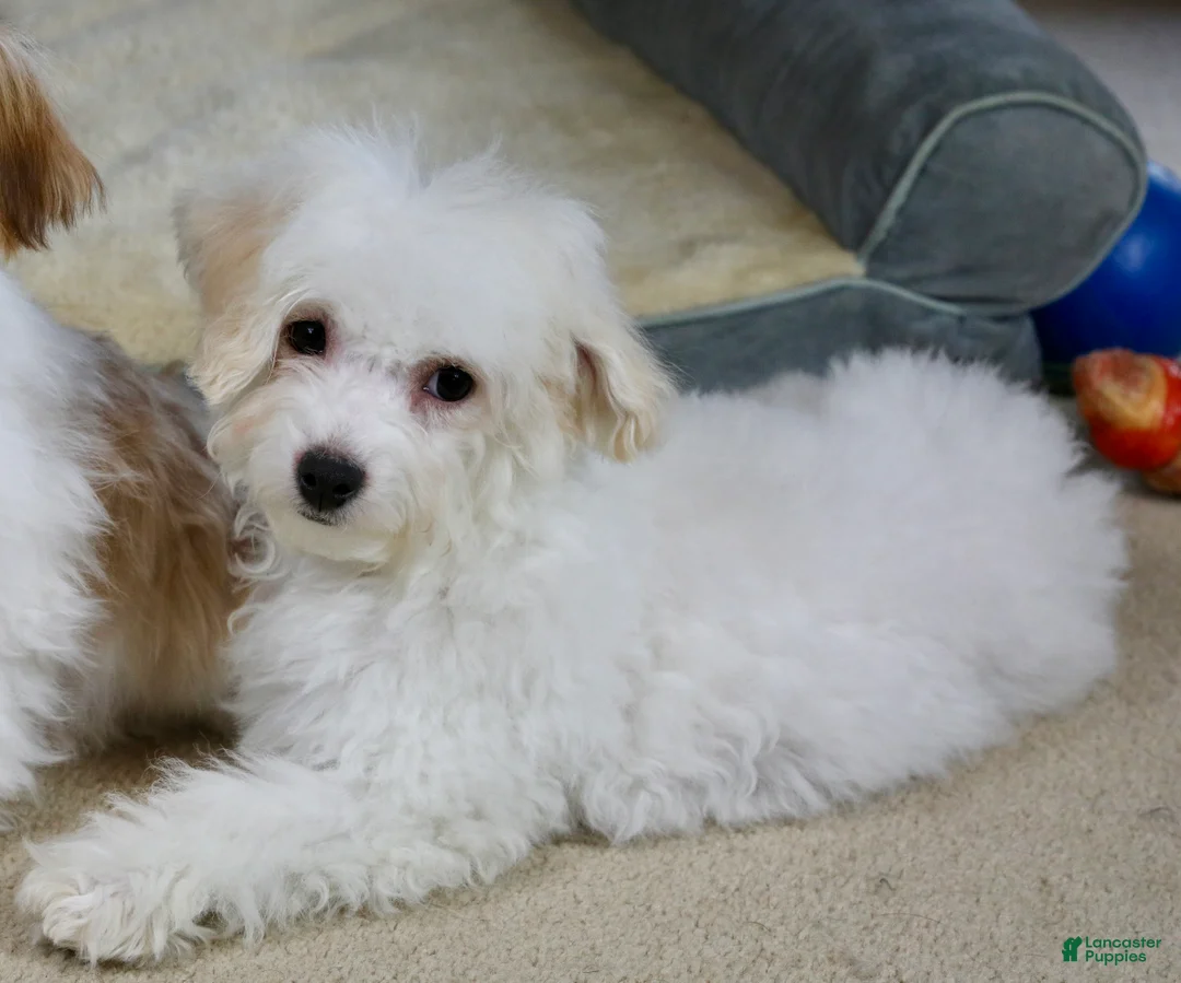 Teddy Bear dogs for sale: Dasher - Ad 5