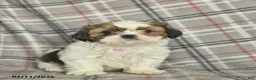 Shih Tzu dogs for sale: Victor  - Ad 4