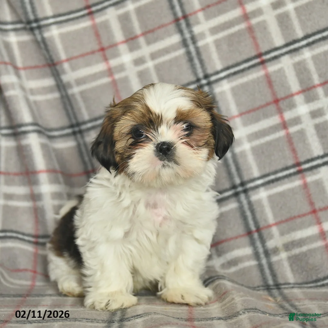 Shih Tzu dogs for sale: Victor  - Ad 4