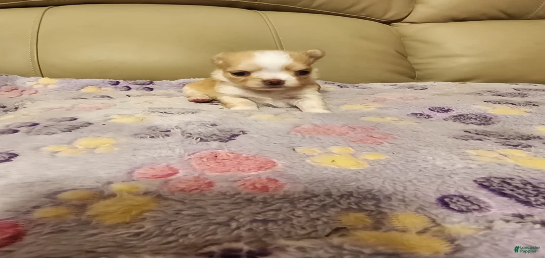 Gallery Image {{count}}