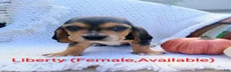 Basset Hound dogs for sale: Liberty  - Ad 5