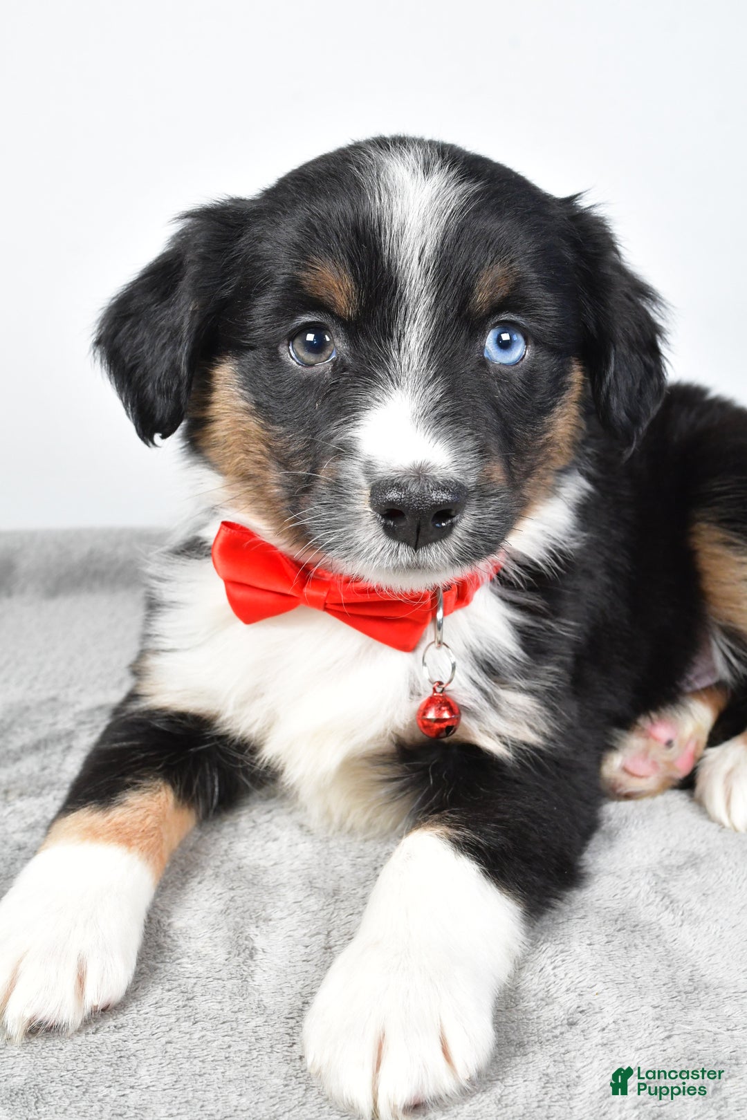 Miniature Australian Shepherd dogs for sale: Rocky - Ad 5