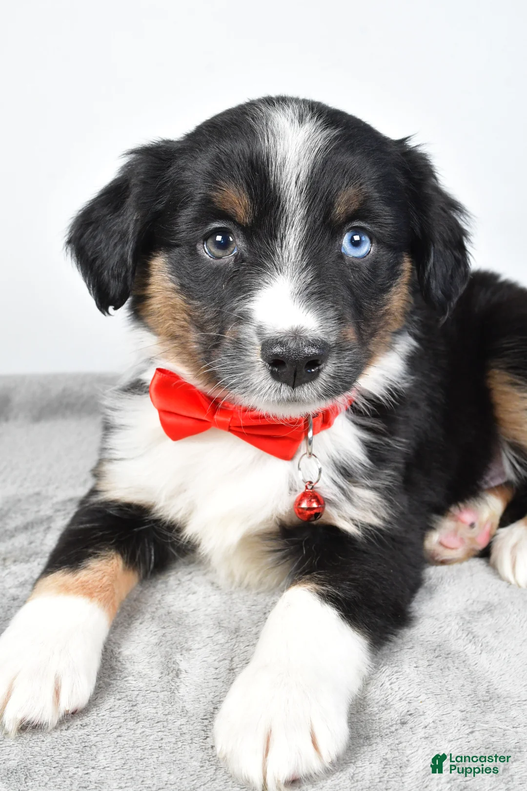 Miniature Australian Shepherd dogs for sale: Rocky - Ad 5