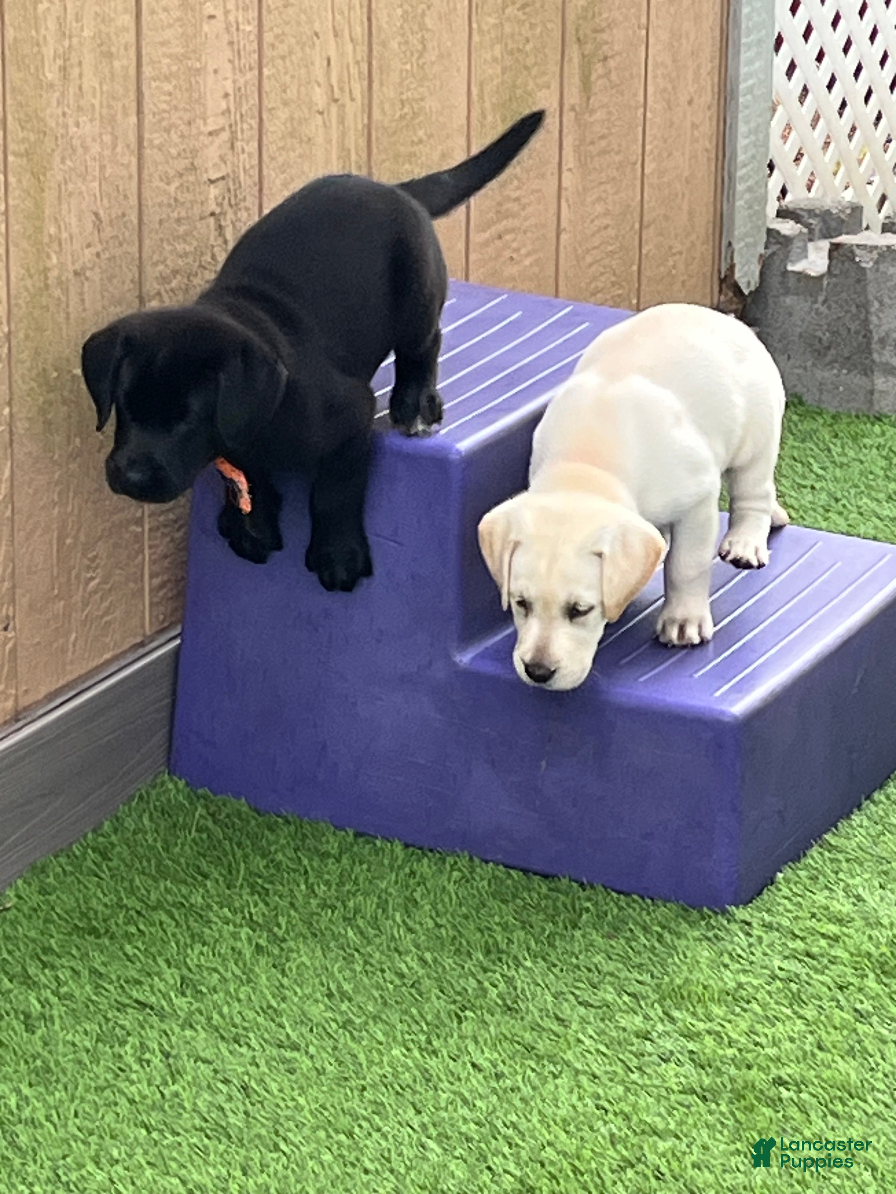 Labrador Retriever dogs Naan White Female - Ad 2