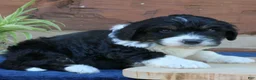 Mini Bernedoodle dogs for sale: Gunner - Ad 3