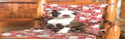 Boston Terrier dogs for sale: Luna  - Ad 3
