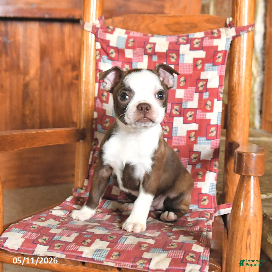 Boston Terrier dogs for sale: Luna  - Ad 3