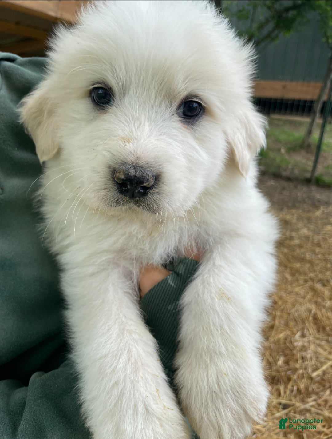 Great Pyrenees dogs Great Pyrenees Puppy 3 - Ad 16