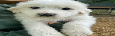 Great Pyrenees Puppy 3