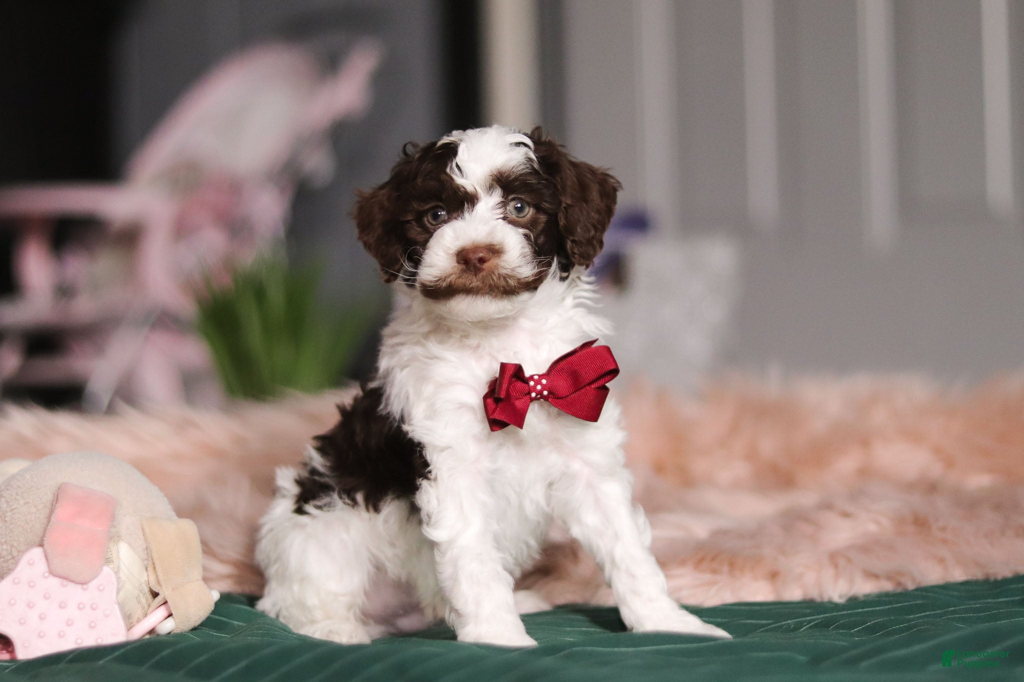 Miniature Poodle dogs Dallas - Ad 5