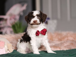 Miniature Poodle dogs Dallas - Ad 23