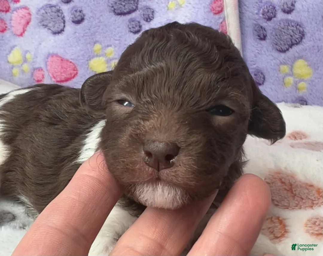 Havanese dogs for sale: Cricket  - Ad 1