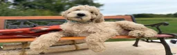 Mixed Breed dogs for sale: Chip (Boy) - Ad 5