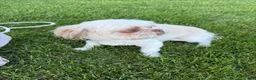 Mixed Breed dogs for sale: Tommy - Ad 5