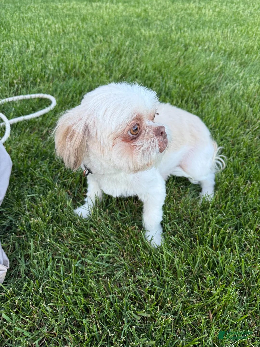 Mixed Breed dogs for sale: Tommy - Ad 5