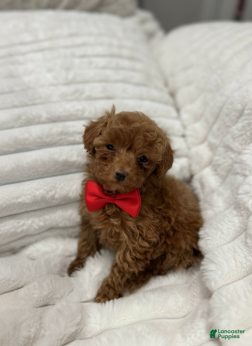 Toy Poodle dogs ZEUS- AKC GENETICALLY TESTED POTTY TRAINING - Ad 14