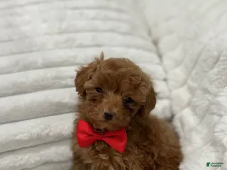 Toy Poodle dogs ZEUS- AKC GENETICALLY TESTED POTTY TRAINING - Ad 14