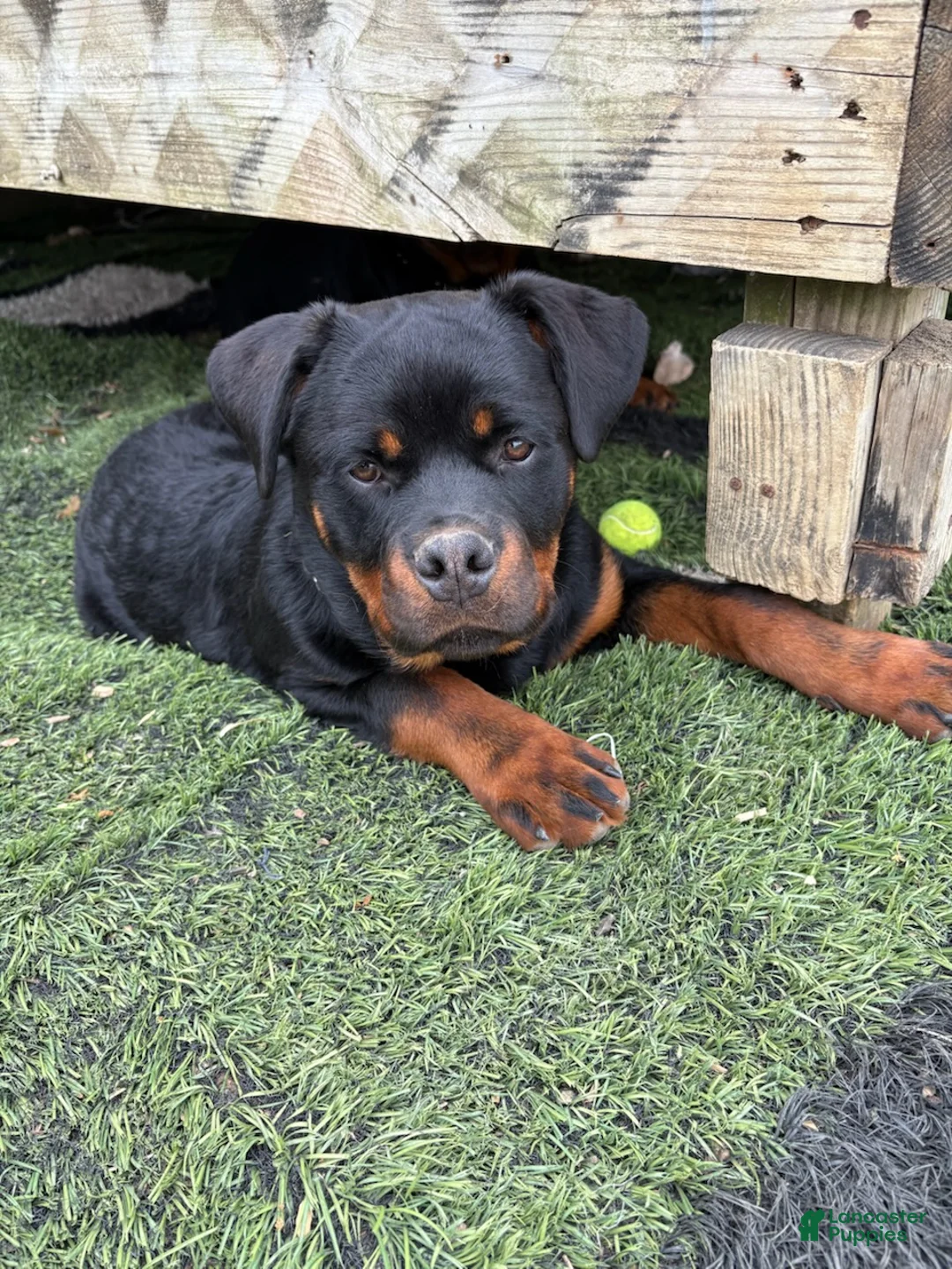 Rottweiler dogs for sale: Black Collar - Ad 3