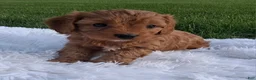 Cavapoo dogs for sale: Olive - Ad 2