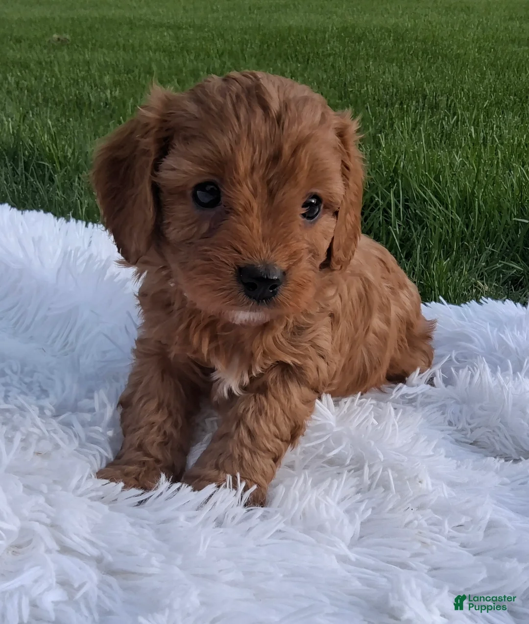 Cavapoo dogs for sale: Olive - Ad 2