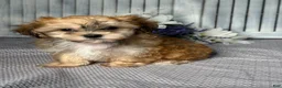 Havapoo dogs for sale: Mandy - Ad 2