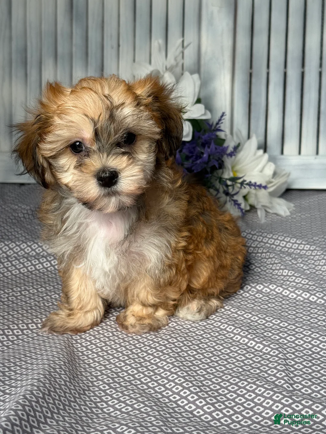 Havapoo dogs for sale: Mandy - Ad 2