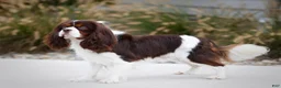 Cavalier King Charles Spaniel dogs for sale: Taco - Ad 8