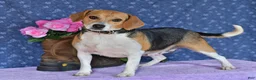 Puggle dogs for sale: Taffy - Ad 6