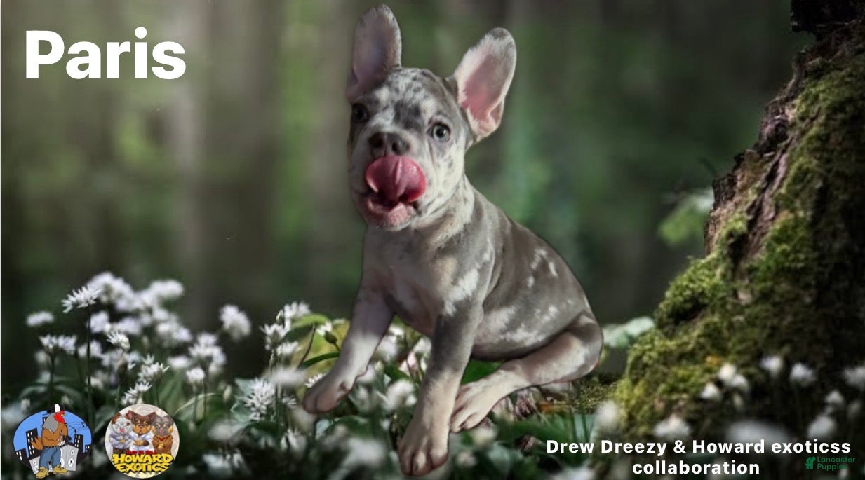 French Bulldog dogs French Bulldog Puppy 2 - Ad 29