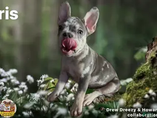 French Bulldog dogs French Bulldog Puppy 2 - Ad 29